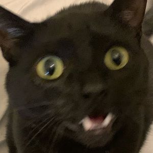 Meet your Posher, Dalton